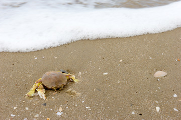 Death crab on beach sand