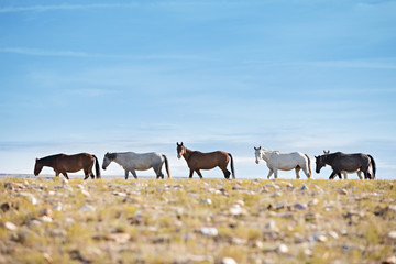 Wild Horses