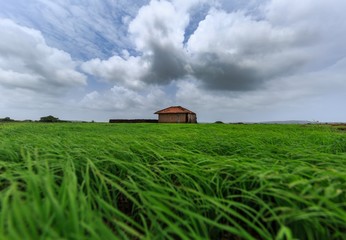 Obraz premium beautiful landscape of green crop land, India
