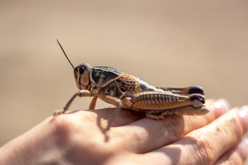 Close up at cricket over a hand