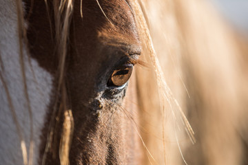Horse Details