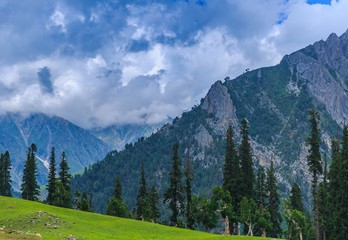 beautiful landscape of mountains and pine trees, Srinagar, Jammu and Kashmir, India