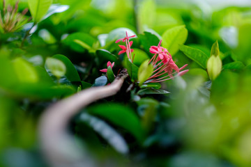 red flower in green leafs.
