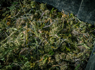 Dried marijuana, hemp leaves