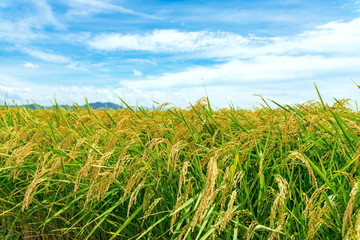 【秋田県大潟村】秋の日差しに輝く黄金色の稲穂