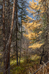 tamarack with autumn colors
