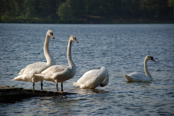 Swans