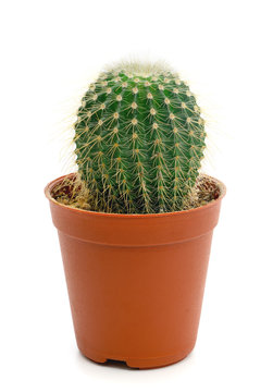 Cactus with brown pot isolated on white background