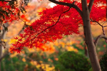 晩秋の輝き