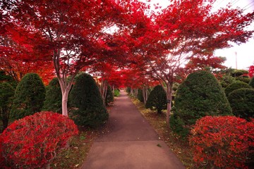 晩秋の輝き