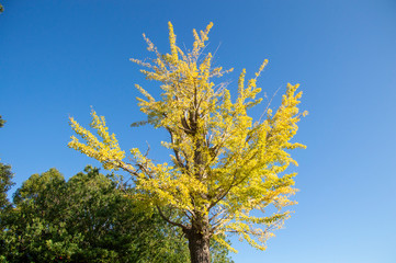 Fototapeta na wymiar 雲一つない秋の青空を背景に、黄色く色づいたイチョウの大木がある風景