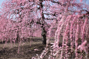 枝垂れ梅