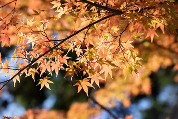 秋の日本庭園の紅葉