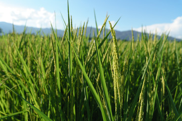 Green rice plant