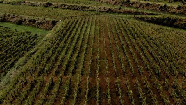 Aerial sliding view of geometrical patterns of a terraced vineyard on mount Etna in Sicily
