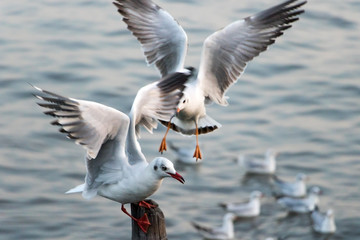 Seagull lands on a wooden stake in the sea. Flock of seagulls flying over the sea at sunset.