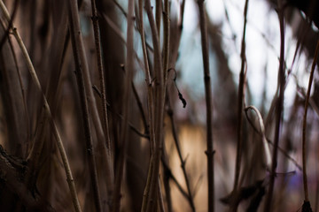 Dry brown branches in autumn