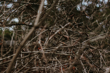 Dry branches and leaves on the tree in autumn