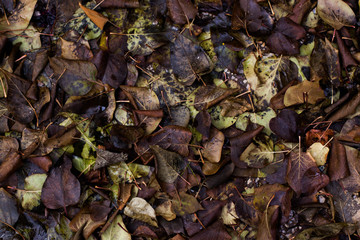 Wet dirty leaves on the ground