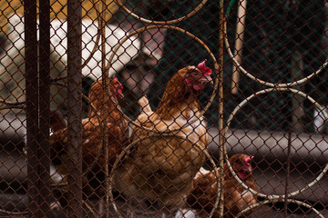 Three brown chickens behind the fence