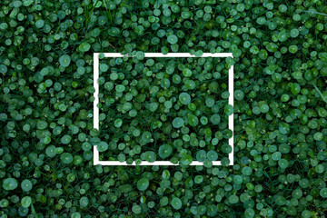 Green leaves pattern with white frame for nature concept,leaf Water Pennywort   plant