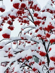 red berries in snow