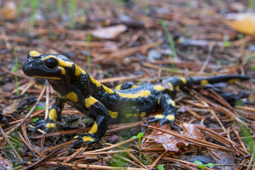 salamandre