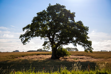 Solitary tree in different ligthing old oaktree