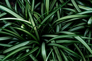 Green leaves pattern for nature concept,leaf textured background,spider plant