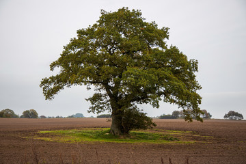 Solitary tree in different ligthing old oaktree