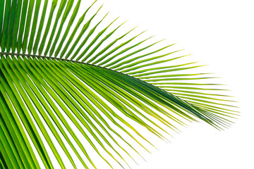 Green leaves pattern,leaf palm tree isolated on white background