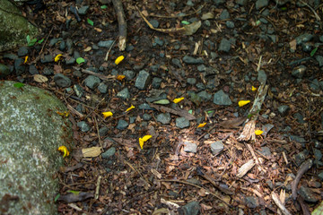 Obraz premium ants working 