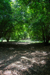 path in the forest