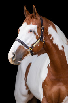 Paint Horse Headshot