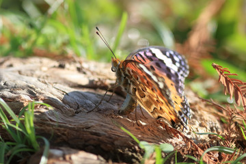 ツマグロヒョウモン