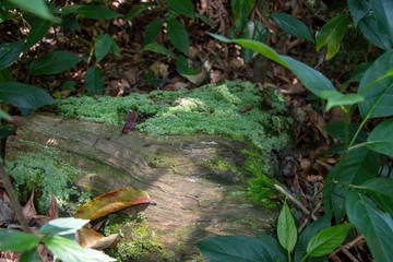 green Moss in the woods