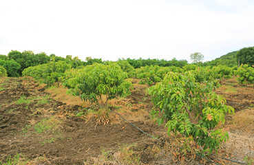 Fototapeta na wymiar Growing Mango field in valley of Thailand