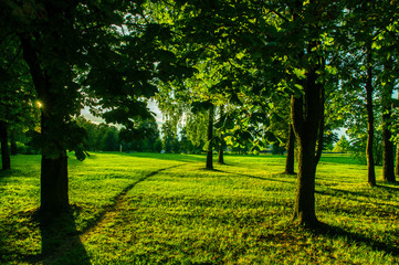 Beautiful park with a lawn and trees.  Dawn in a beautiful place.  Footpath in the green grass