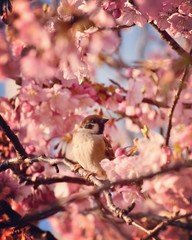cherry tree in blossom