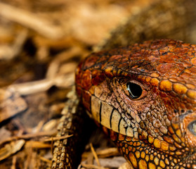 Caiman lizard