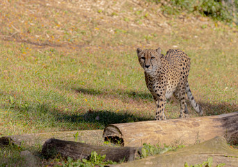 Cheetah