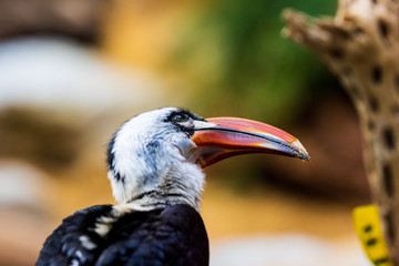 Decken's Hornbill