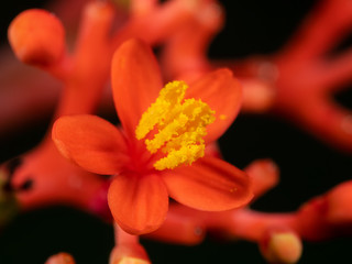 Fototapeta premium Macro Photo of Red Flower with Yellow Pollen Isolated on Black Background, Selective Focus