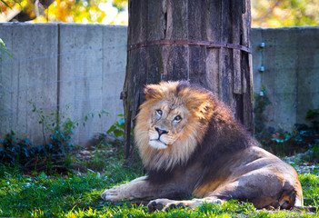 Lion