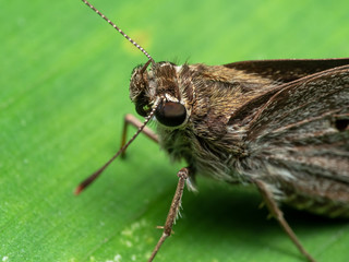 Macro Photo of Little Brown Butterfly on Green Leaf