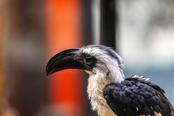 White Decken's Hornbill