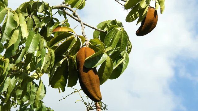 Exotic fruit Monguba (pachira aquatica) in Brazil