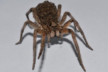 spider