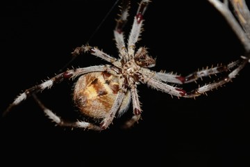 spider on web