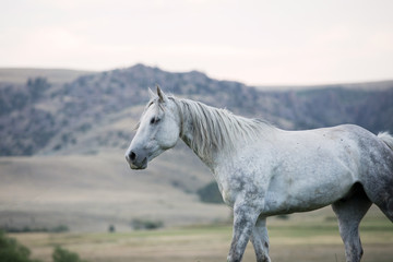 Grey Ranch Horse